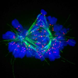 SS Mitosis ART1