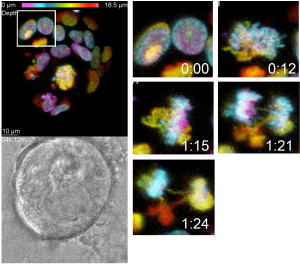 mitotic error organoid