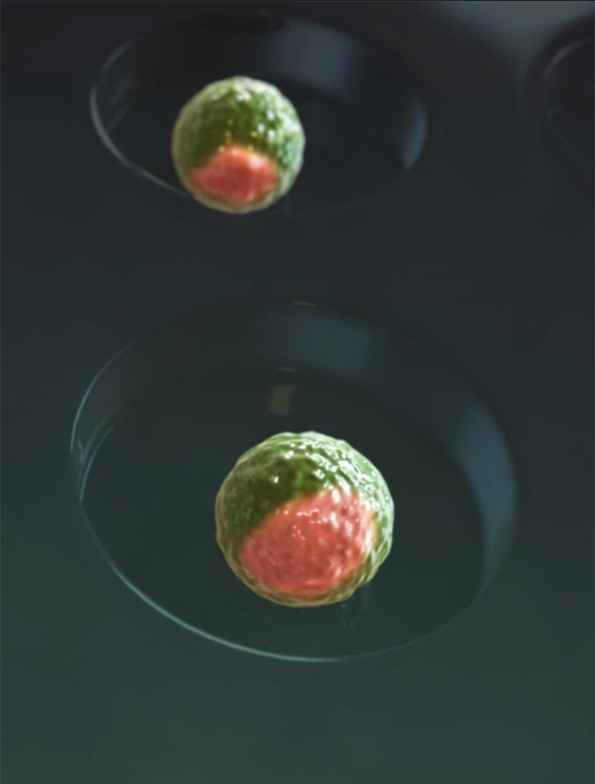 moderna embryonic stem cells moderna embryonic stem cells