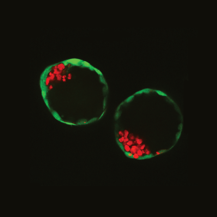 moderna embryonic stem cells moderna embryonic stem cells