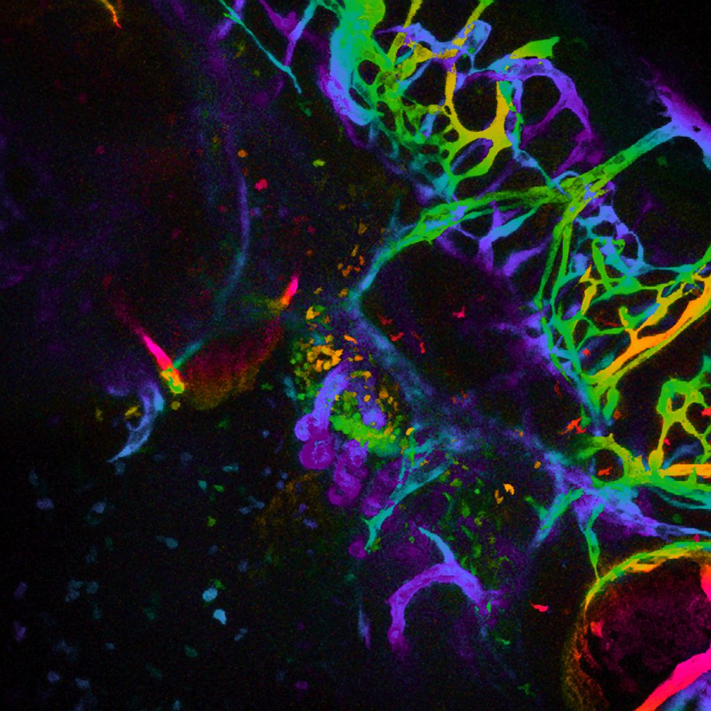 Interview Jeroen den Hertog