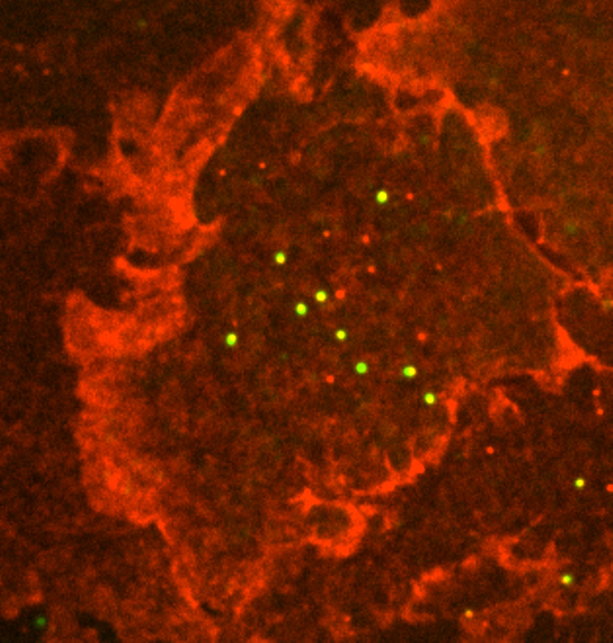 The life and death of a single mRNA molecule - Hubrecht Institute