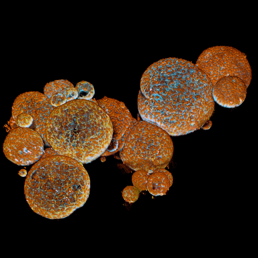 Venom-producing snake organoids developed in the lab - Hubrecht Institute
