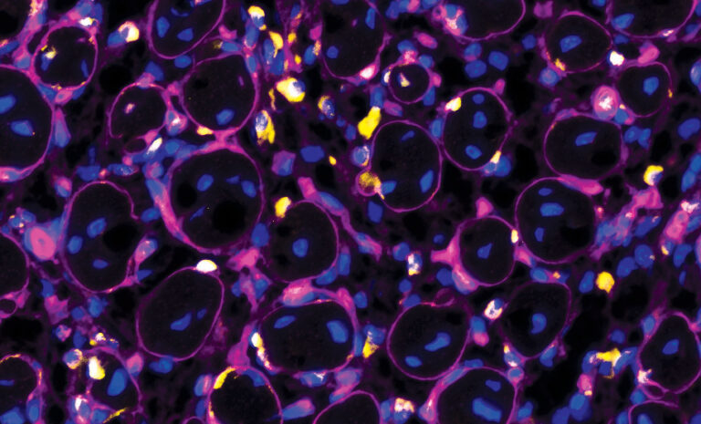 Mouse Muscle Stem Cells