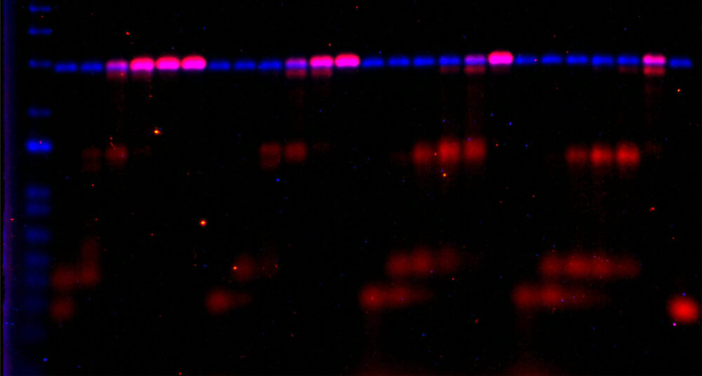 Image of agarose gel results