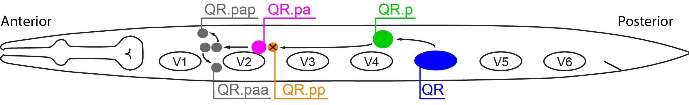 Schematische weergave van een C. elegans worm.