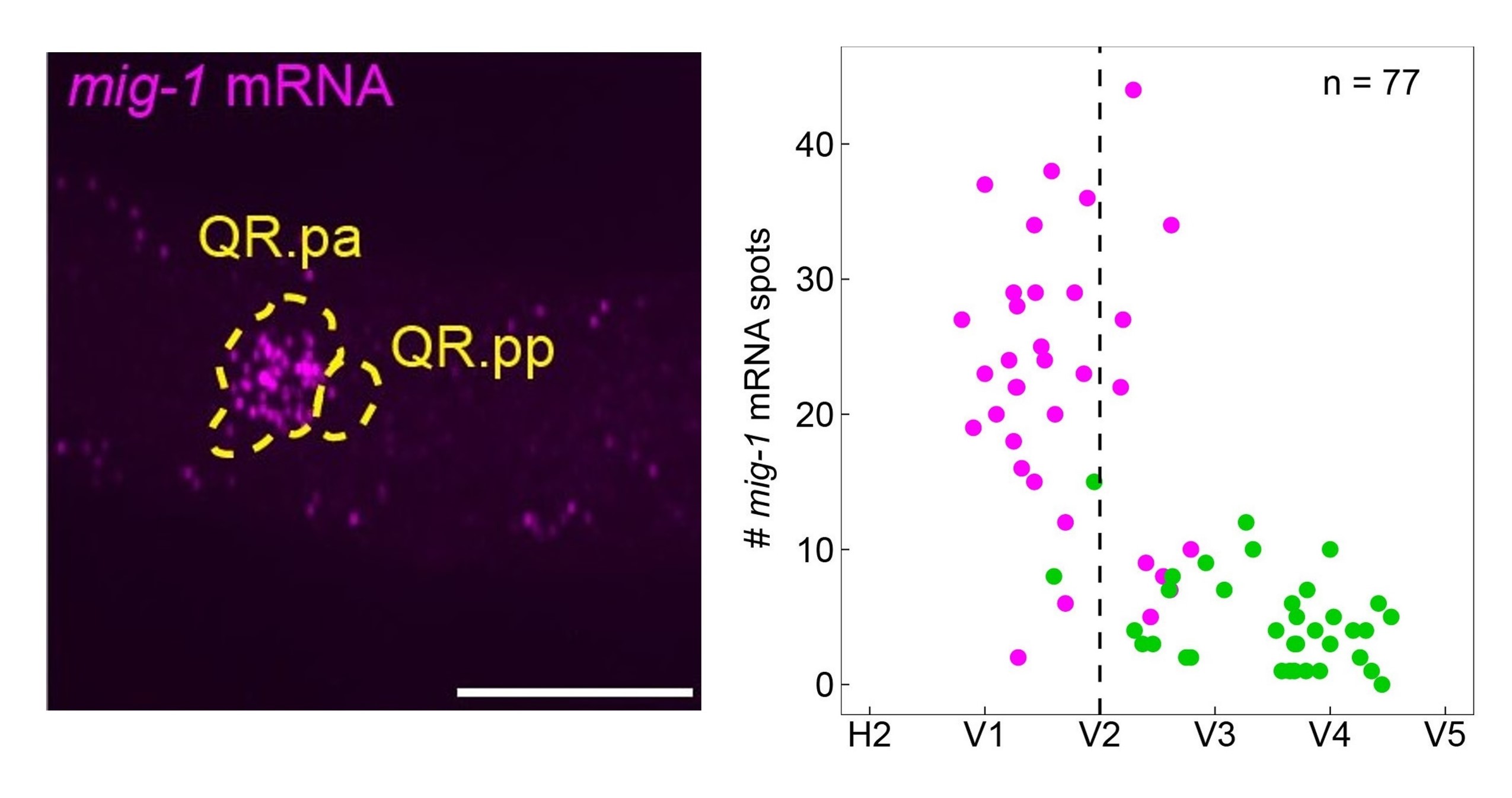 Image and graph of results obtained with the technique smFISH.