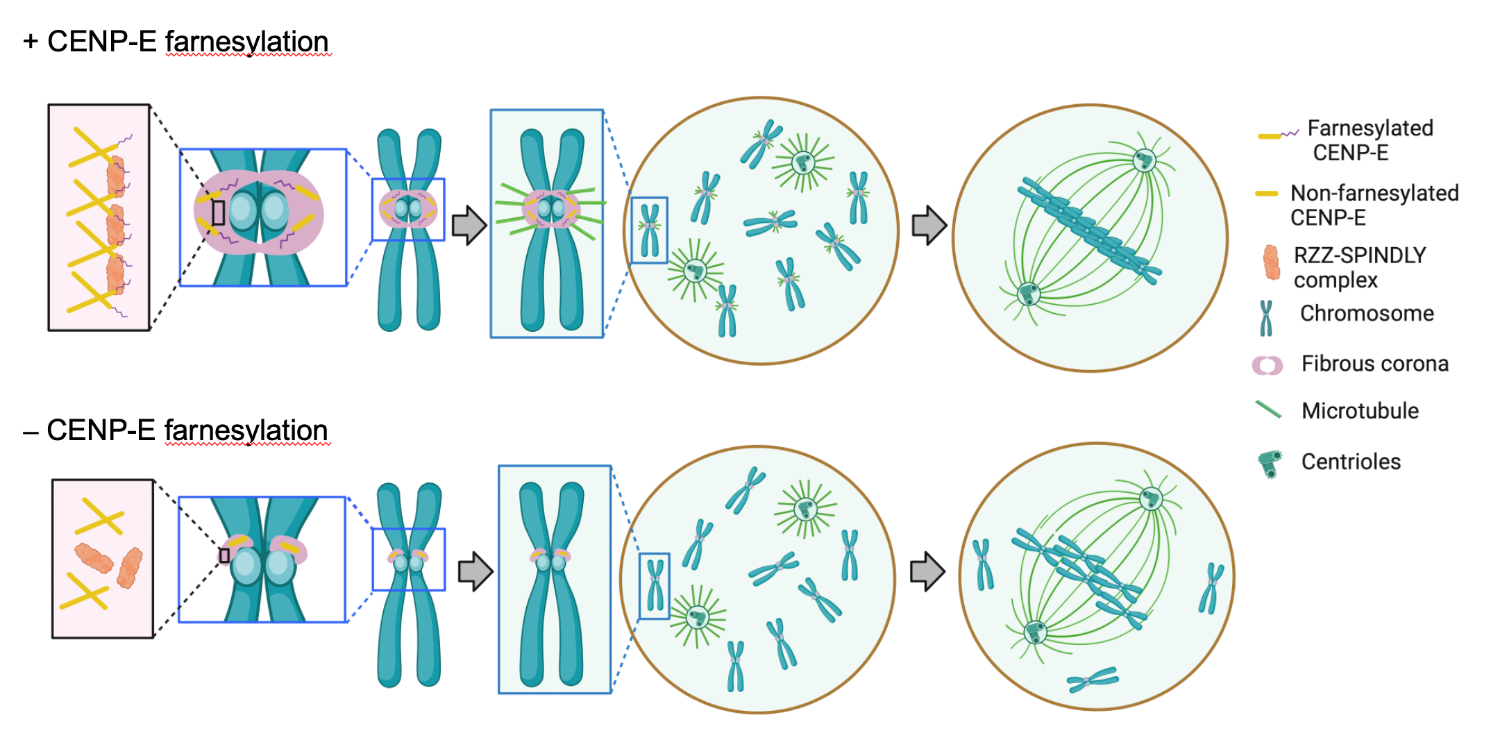 Schematic image of the effects of CENP-E functioning on fibrous corona