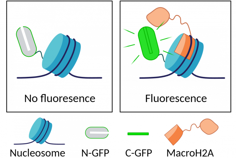 Schematische weergave van de fluorescentie-assay