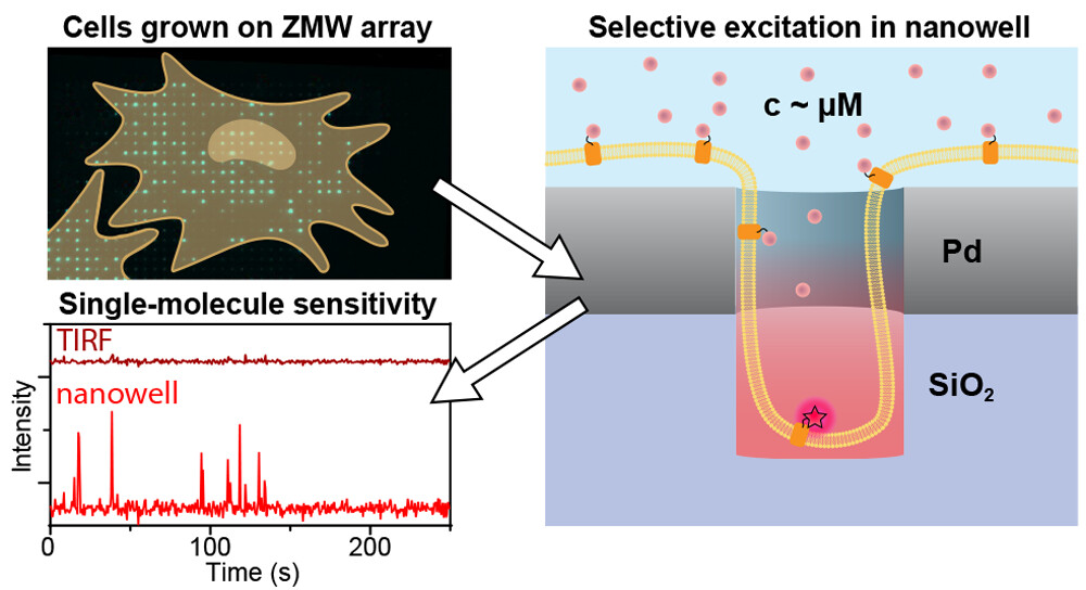 This image shows that cells are grown on zero-mode waveguide nanowells, that single molecules can be detected in the wells, despite multiple fluoresscent molecules in the background, and that this method performs better than TIRF microscopy.