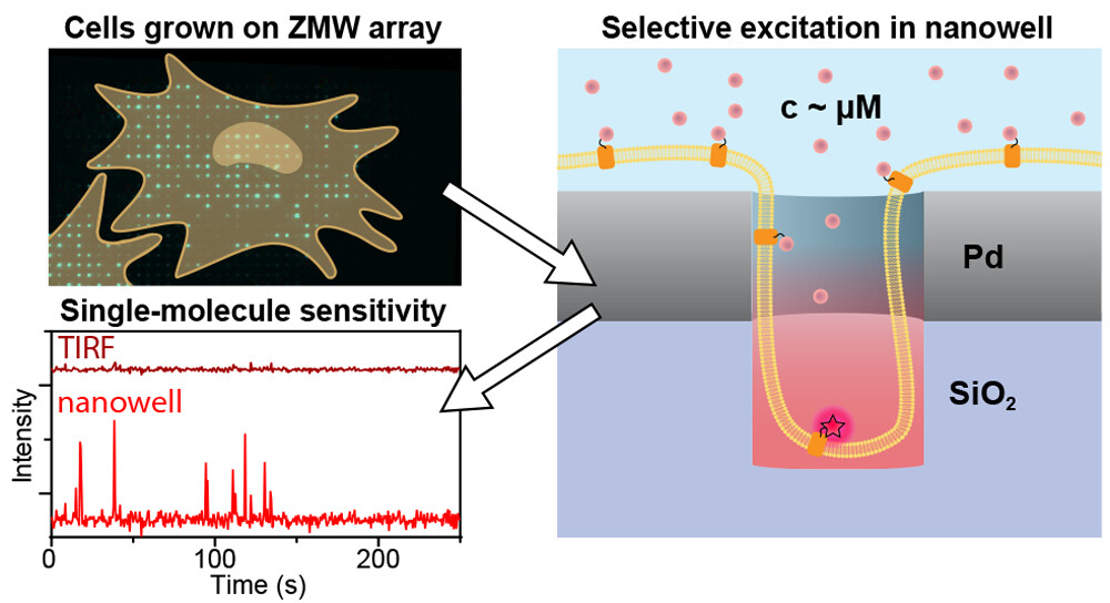 Deze afbeelding laat zien dat cellen groeien op 'zero-mode waveguide nanowells', dat individuele moleculen gedetecteerd kunnen worden in die 'wells' ondanks dat er achtergrondfluorescentie van andere moleculen, en dat dit beter gaat dan met een andere microscopy methode genaamd TIRF.