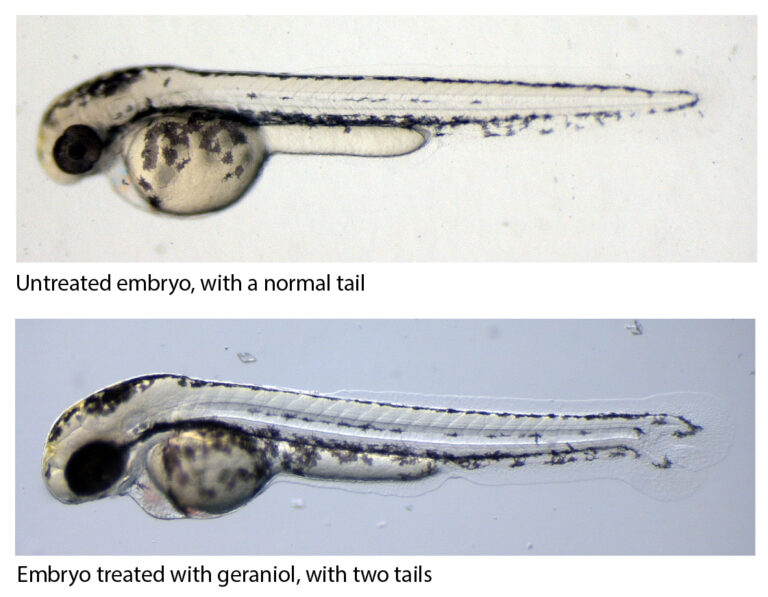 An untreated embryo and an embryo treated with geraniol. The geraniol treated embryo has to tails.