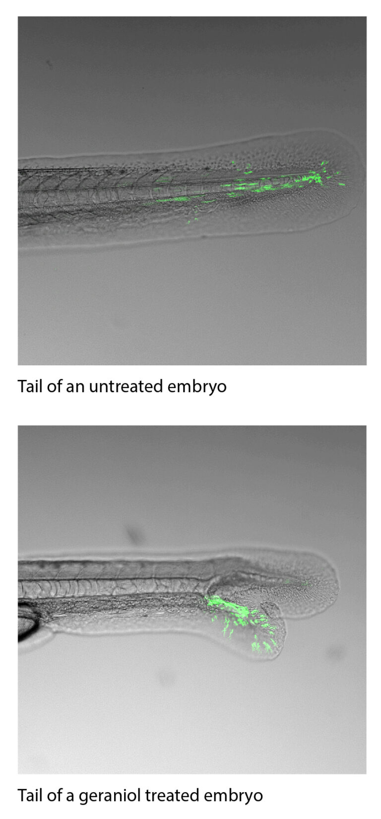 Tail of an untreated embryo and a geraniol treated embryo. The cells of the Kupffer's vesicle fail to migrate in the geraniol treated embryo.
