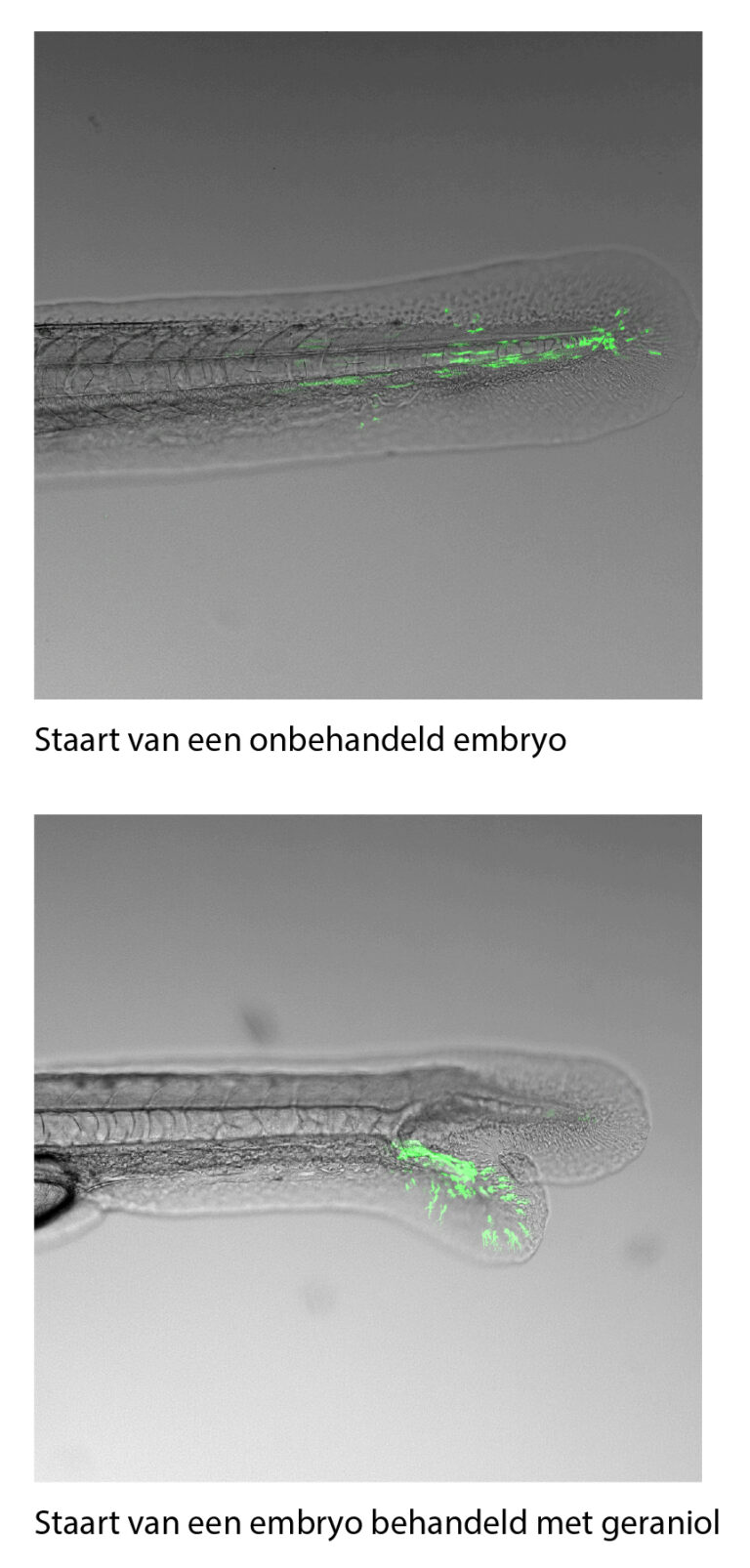 Staart van een onbehandeld embryo en een embryo behandeld met geraniol. De cellen van het Kupffer's vesicle micreren niet in het embryo behandeld met geraniol.