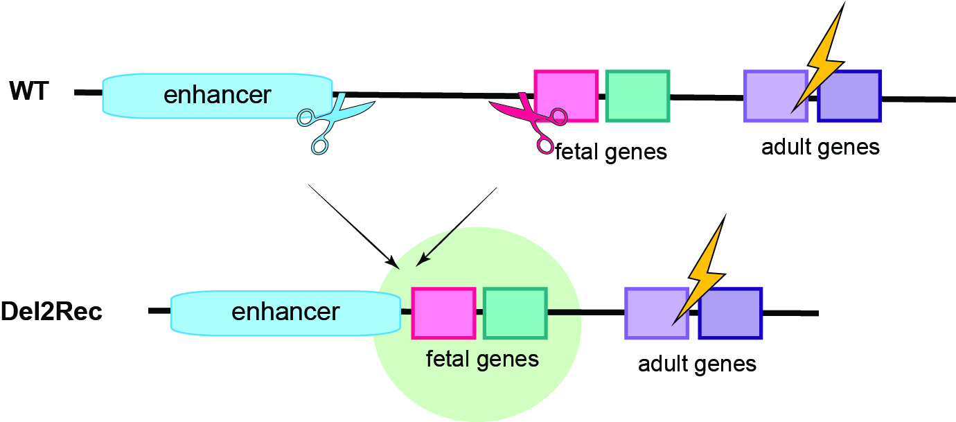 Schematic representation of delete-to-recruit technology.