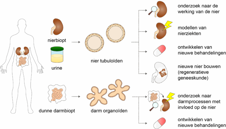 Schematisch overzicht van de verschillende onderwerpen die onderzocht kunnen worden met niertubuloïden en darmorganoïden.