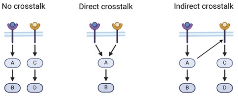 Schematic representation of crosstalk between signaling pathways
