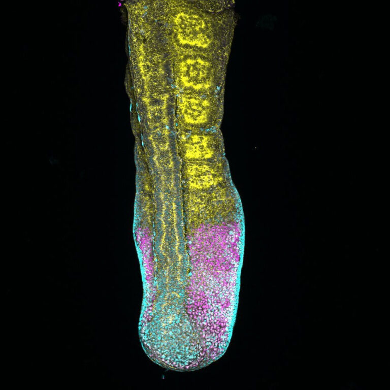Microscopy image of the tail of a mouse embryo