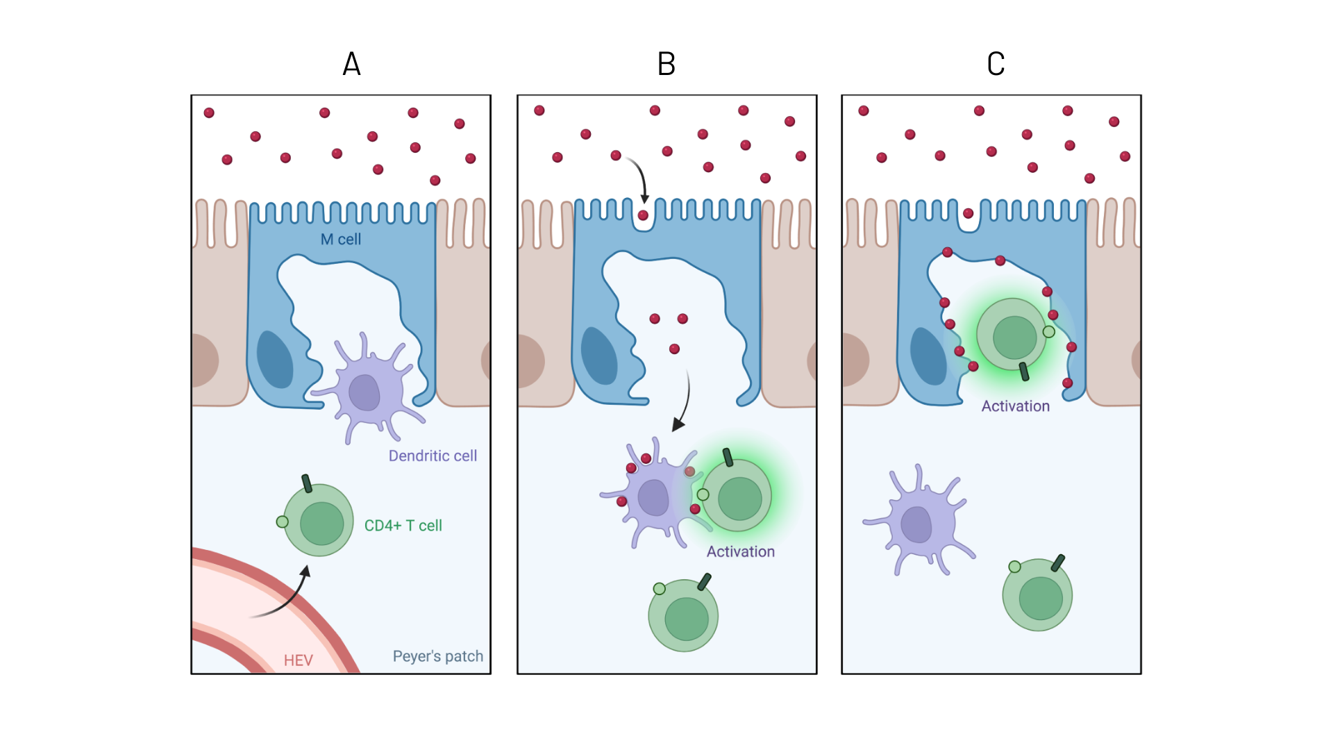 Schematic representation of the function of M cells in the immune pathway in the intestine.
