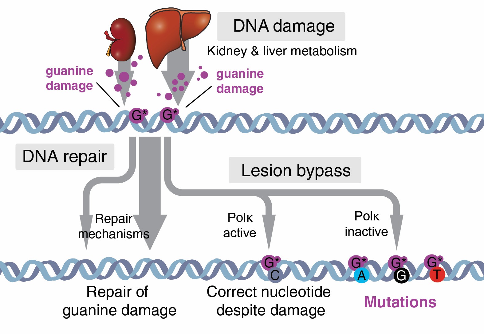 Schematic overview of possible responses of the cell to DNA damage.