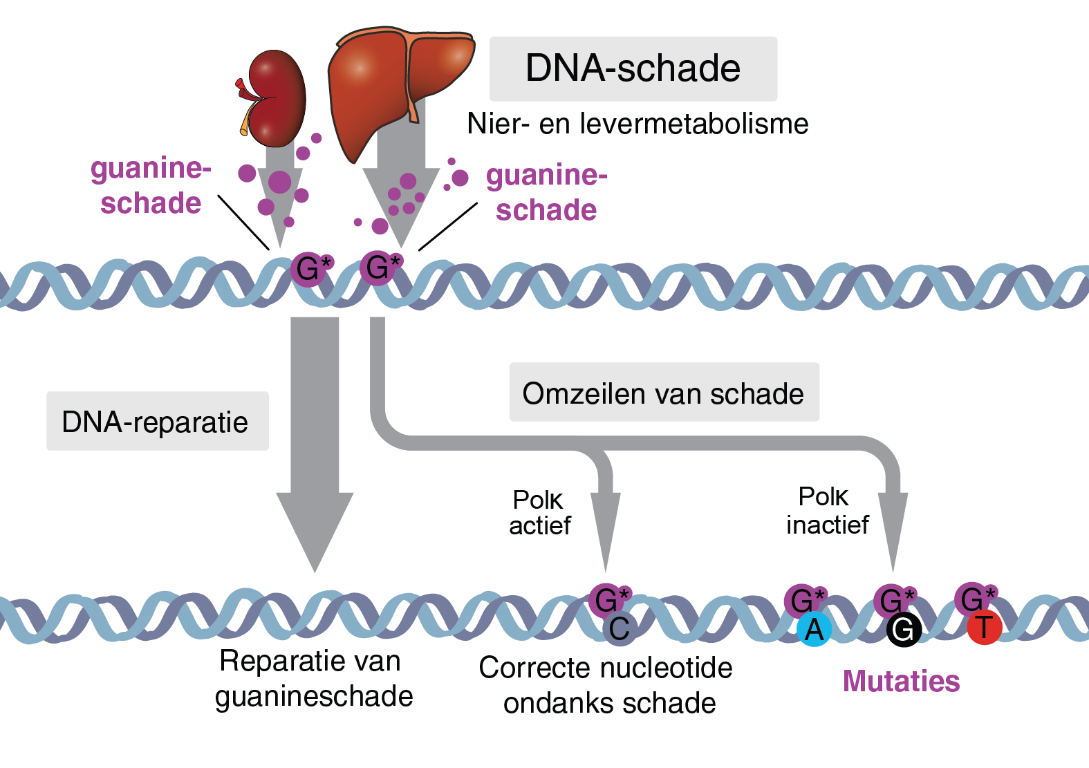 Schematisch overzicht van mogelijke celreacties op DNA-schade.
