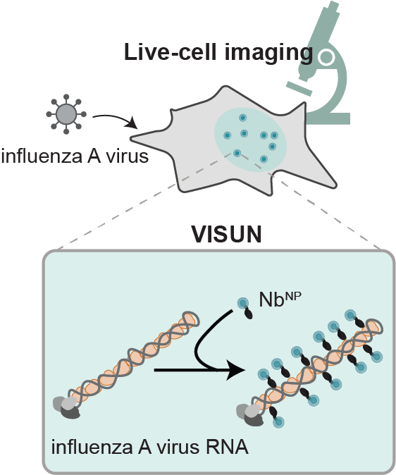 Schematic representation of the VISUN technique.